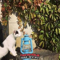 Original Feuerhand Stormlantaarn Pastel Blauw -The Bastard Winkel image 1281